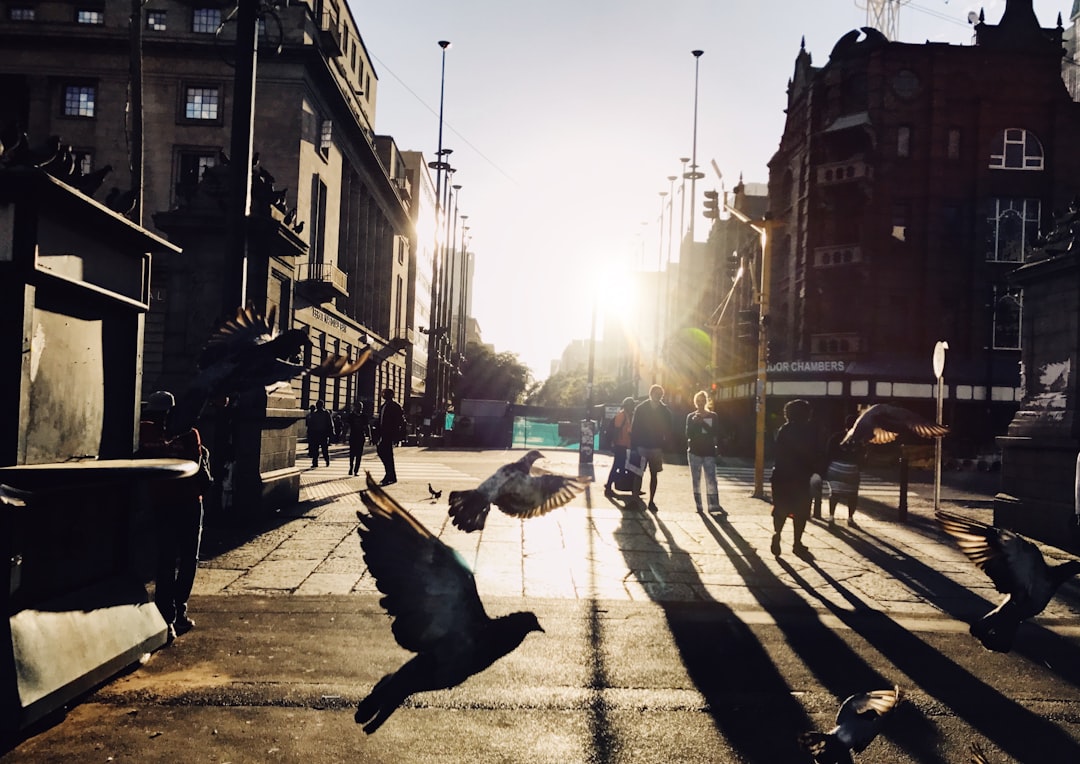 Urban street scene at sunset with pedestrians, flying pigeons, and modern commercial buildings lining a city thoroughfare